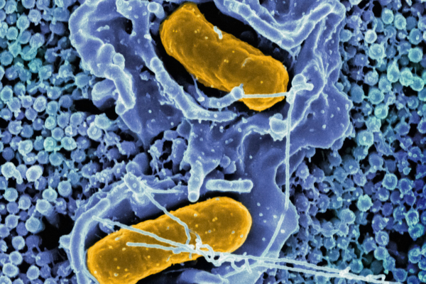 Supporting the health of our Mitochondria